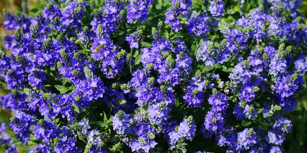 speedwell weed