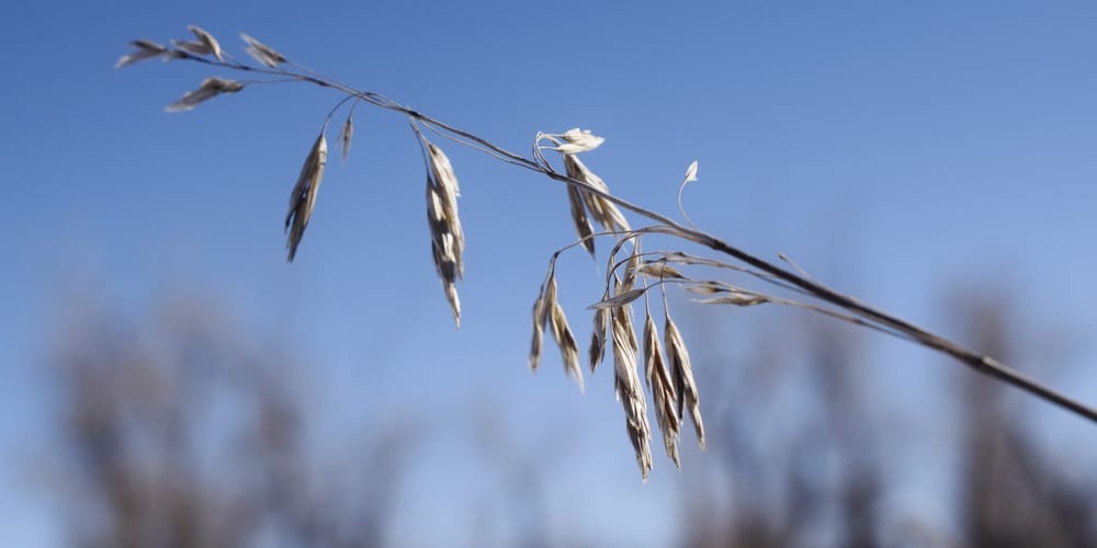 Colorado Native Grasses