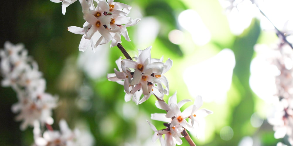 White Forsythia Care