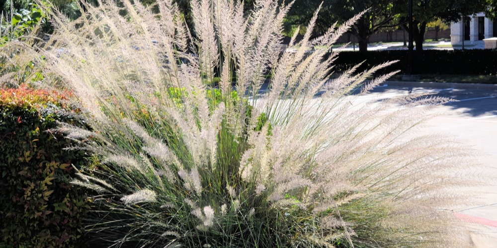 how to transplant ornamental grass