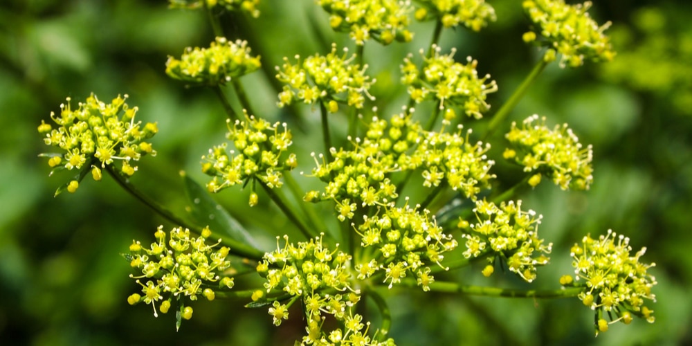 Hogweed Lookalikes