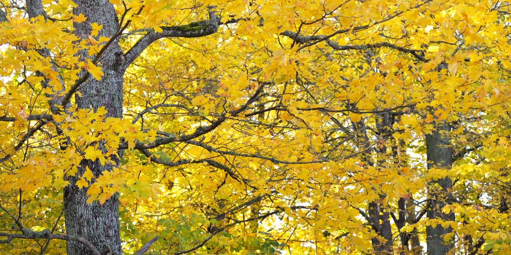 fall birch trees