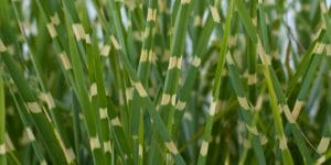 porcupine grass vs zebra grass