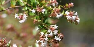 abelia x grandiflora rose creek