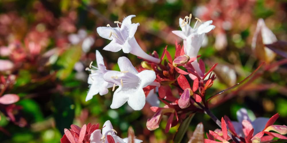 abelia x grandiflora rose creek