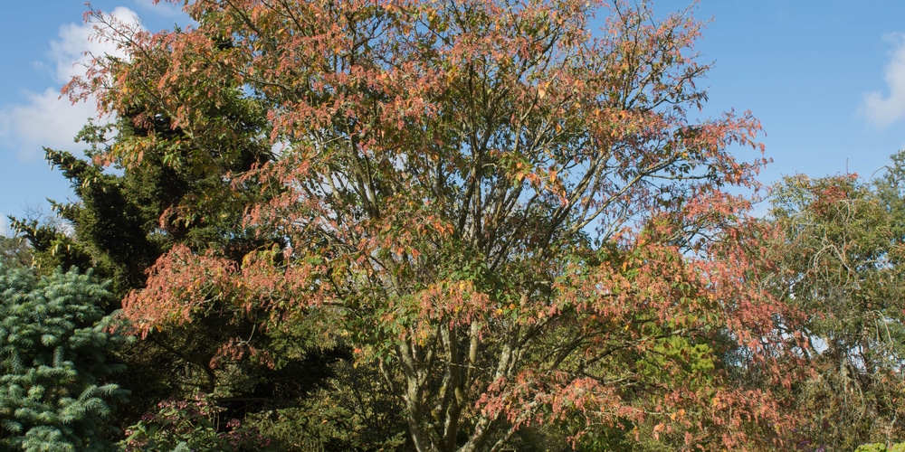 acer davidii