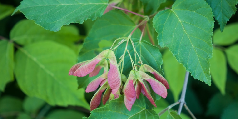 acer davidii