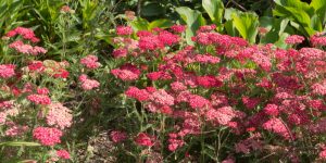 achillea millefolium red velvet