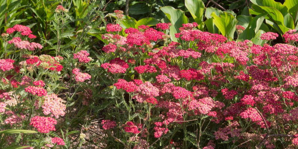 achillea millefolium red velvet