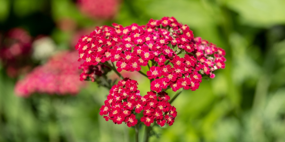 achillea millefolium red velvet
