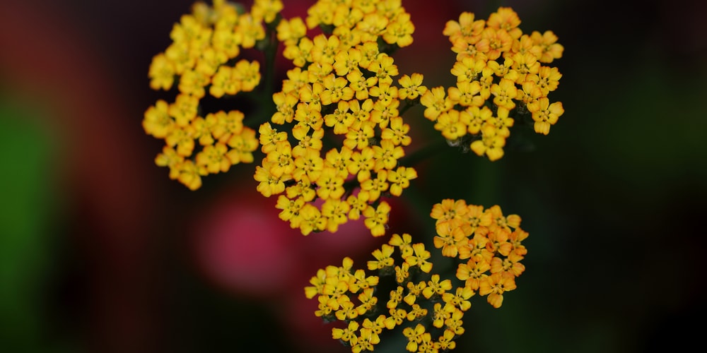 achillea terracotta