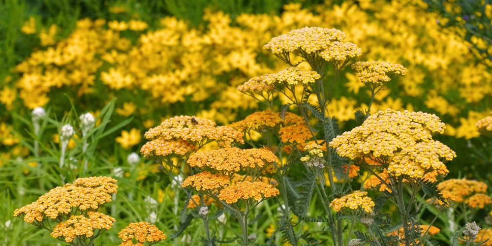 achillea terracotta