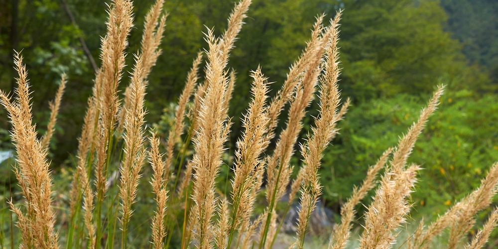 Achnatherum Calamagrostis Care: Everything You Need to Know