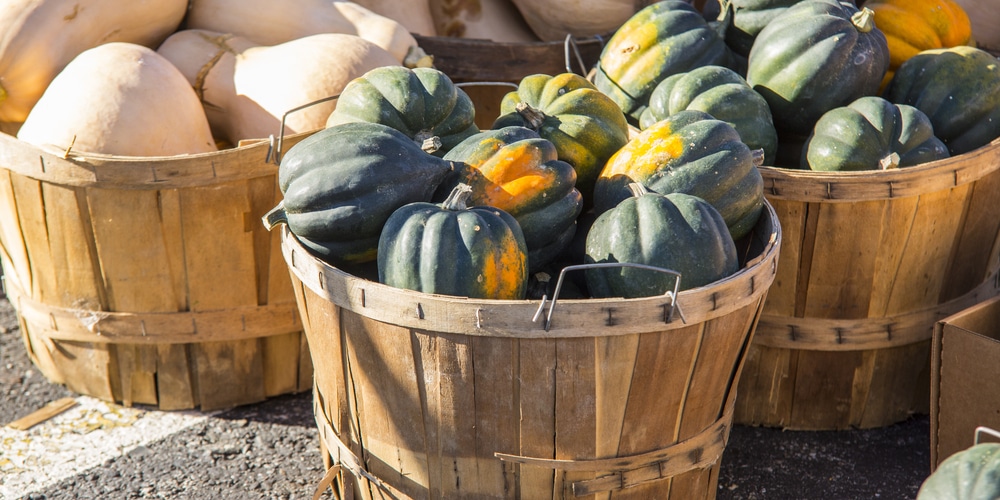 when are acorn squash ripe