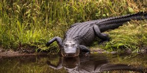 Can Alligators Climb Trees? 