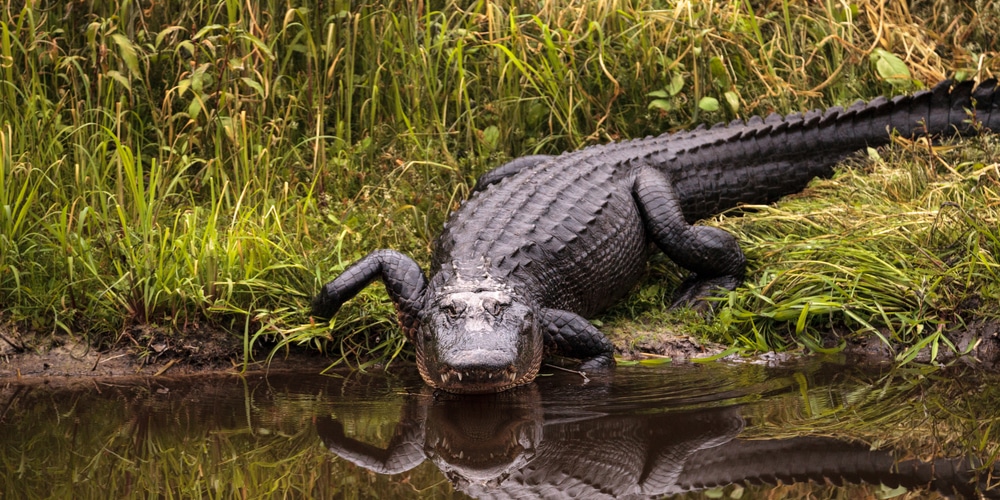 Can Alligators Climb Trees? 