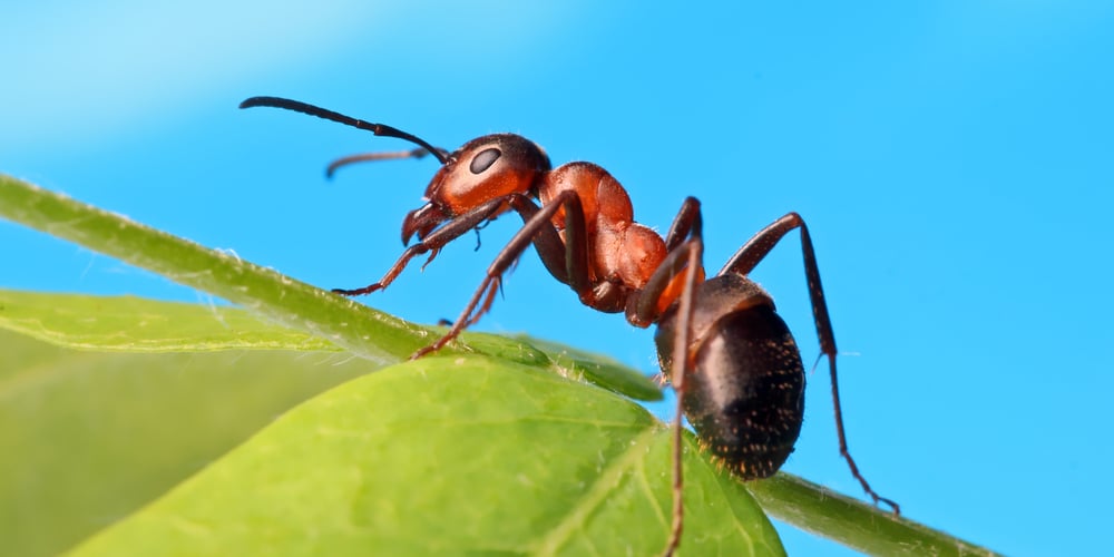 does vinegar repel ants