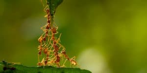 Does Neem Oil Kill Ants