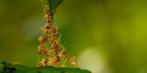 Ants in My Raised Garden Bed