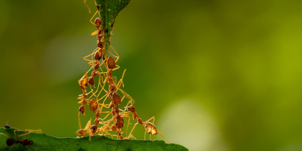 Ants in Mulch Bag