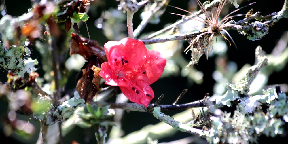 can azaleas survive a freeze