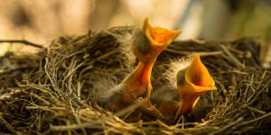 Essential Oils To Keep Birds From Building Nests
