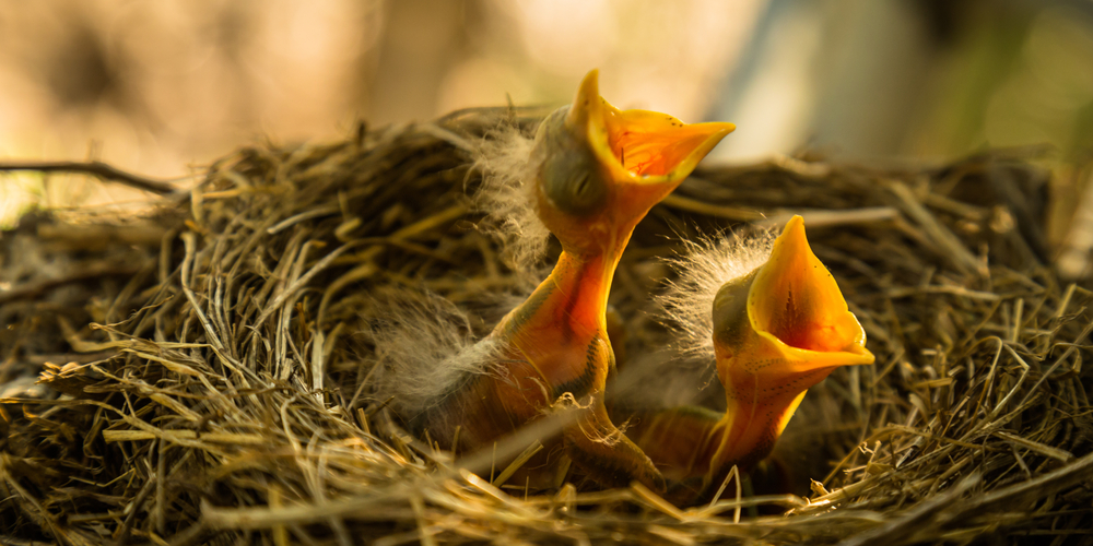 do baby birds need water