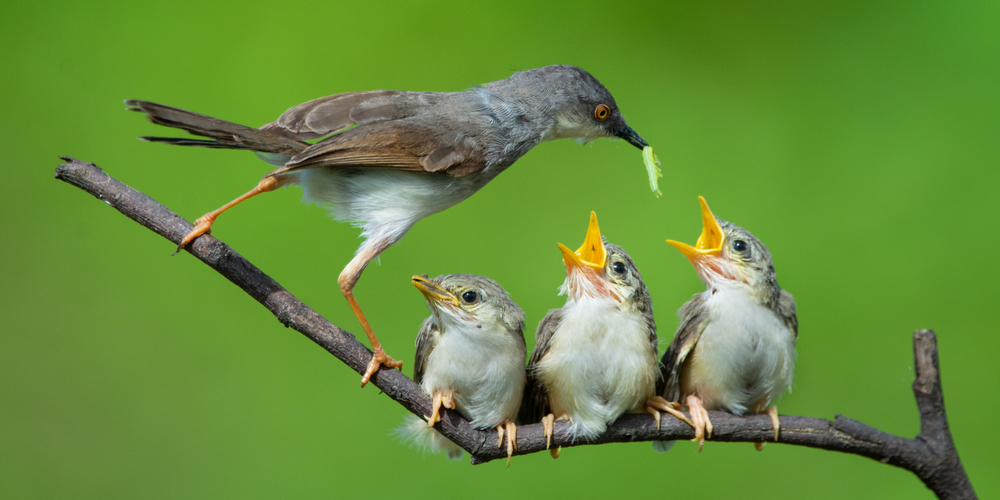 do baby birds need water