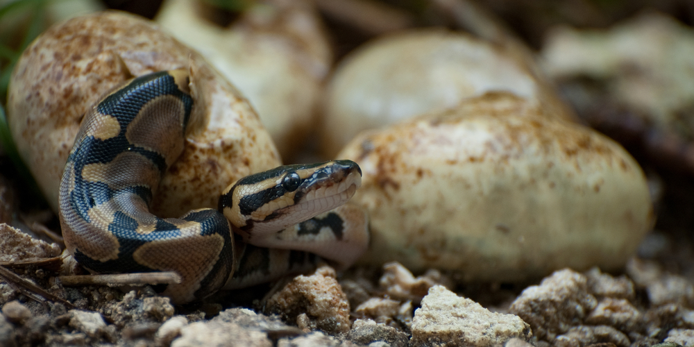 Found a Baby Snake in My Yard, Are There More? - GFL Outdoors