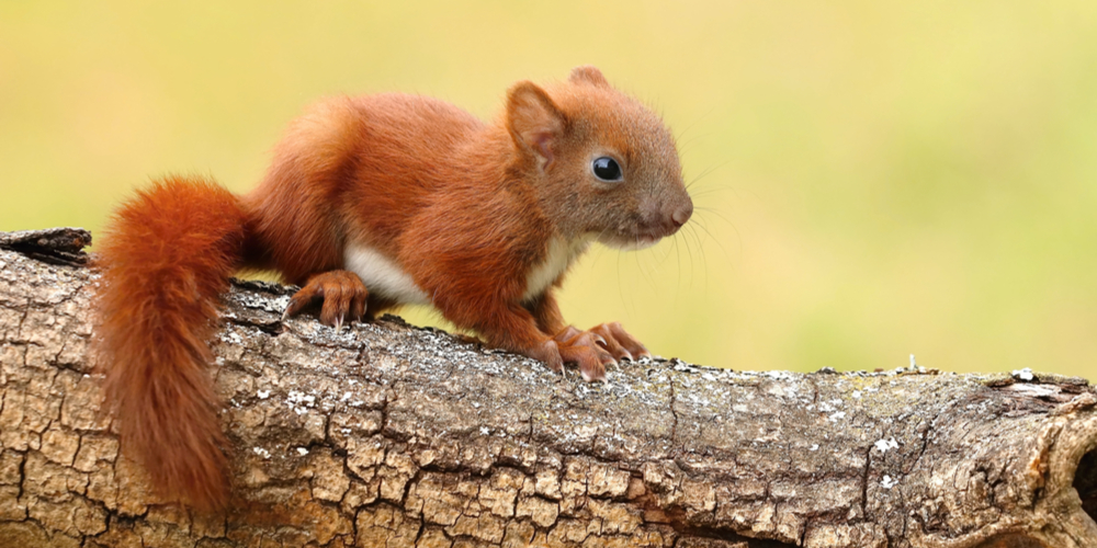 when do squirrels have babies in ohio