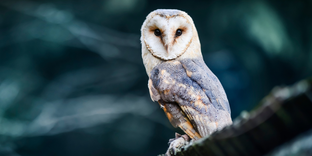 arizona nocturnal birds