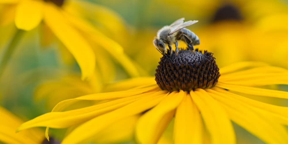 Do Honey Bees Like Black Eyed Susan