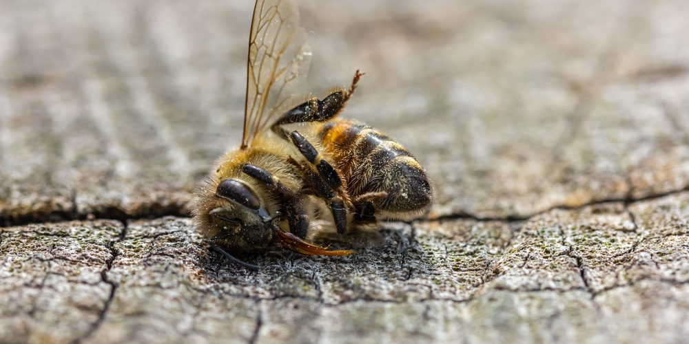 Dying Bees in My Yard