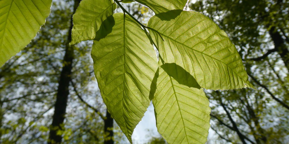 birch trees in north carolina