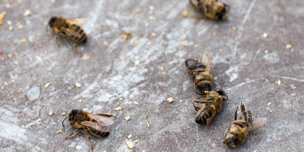 Dying Bees in My Yard