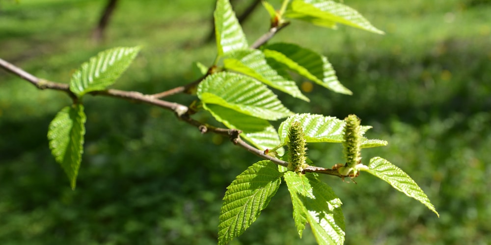 birch trees in michigan