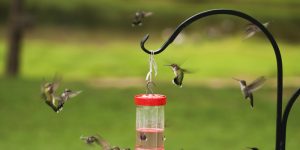 do impatiens attract hummingbirds?