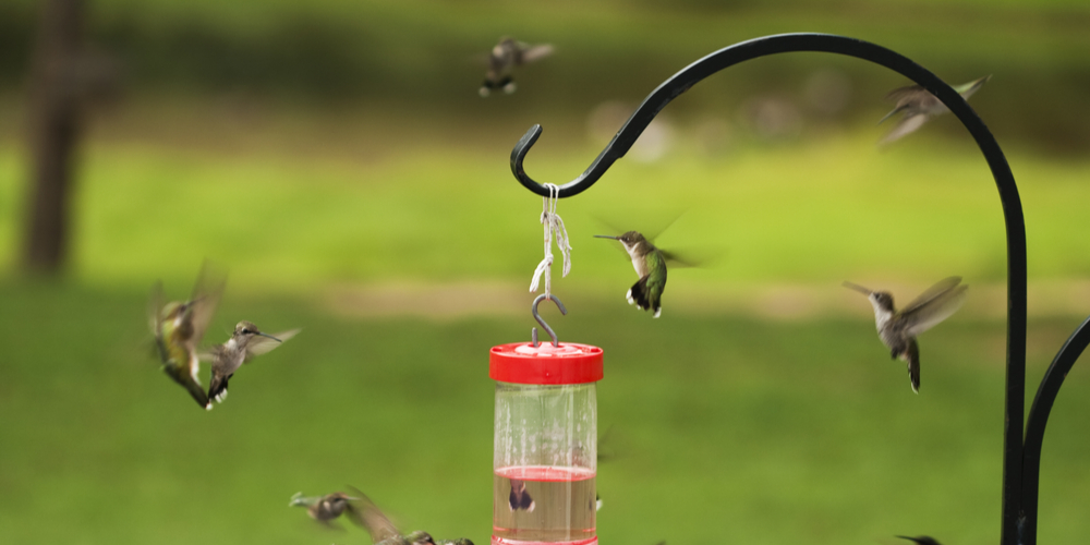 do hummingbirds like zinnias