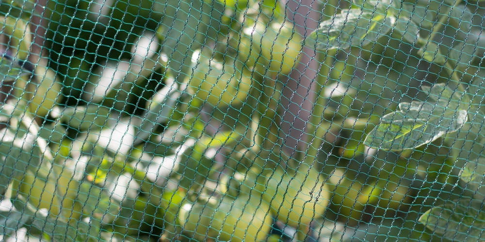 protect tomato plants from birds