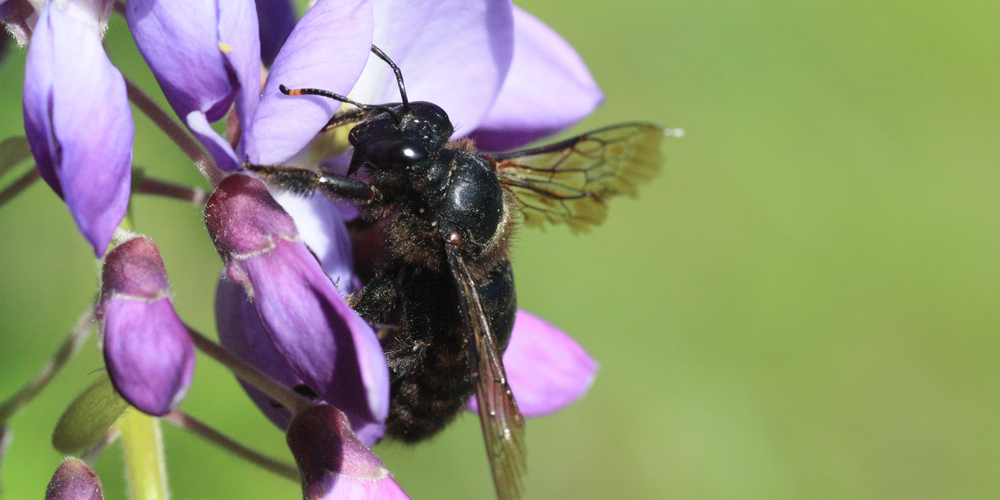 big black bees in georgia