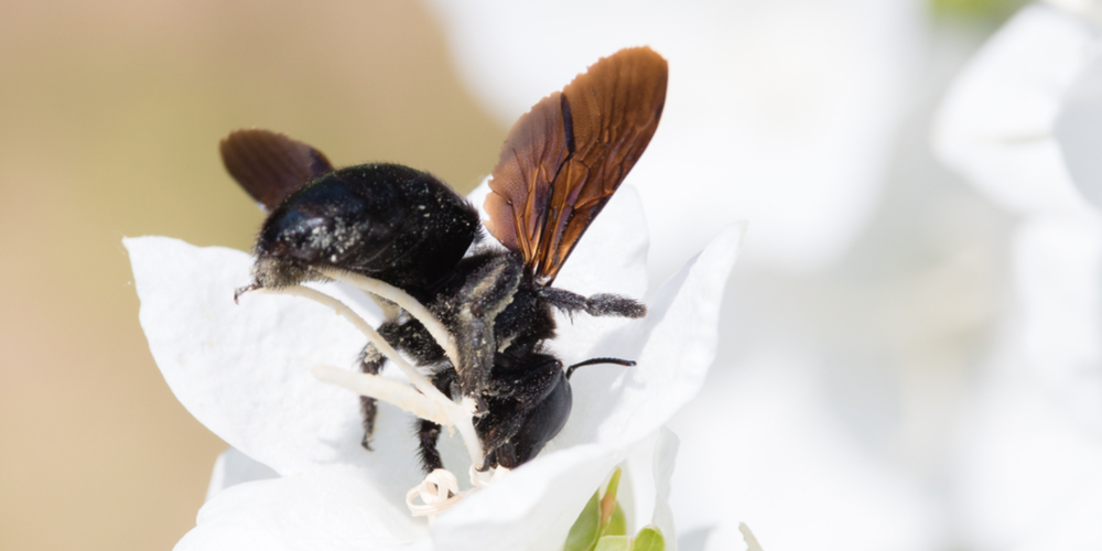 big black bees in georgia