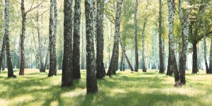 landscaping ideas around birch trees