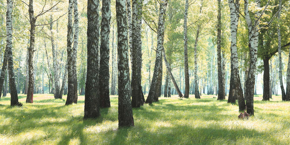 birch trees in michigan