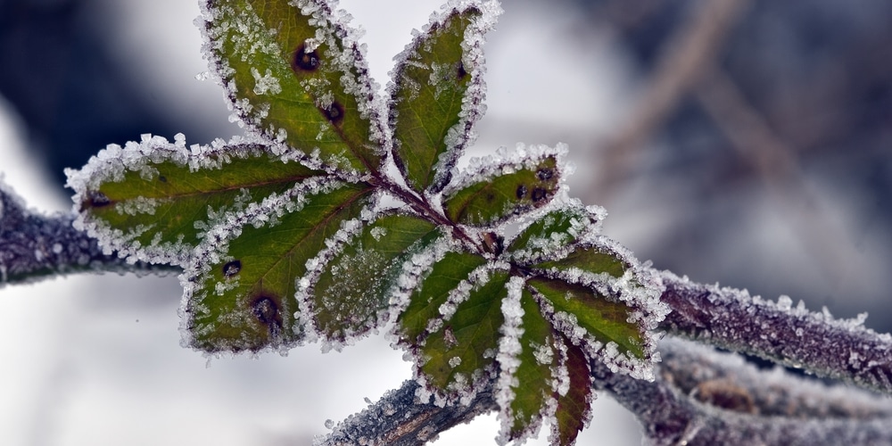 can blueberry plants survive frost