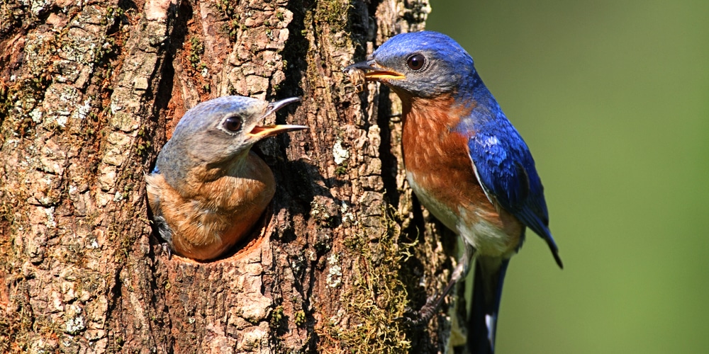 how to keep birds out of mulch beds