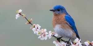 When Do Bluebirds Nest in Georgia?