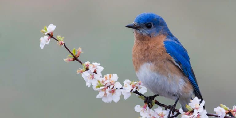 When Do Bluebirds Nest in Georgia? - GFL Outdoors