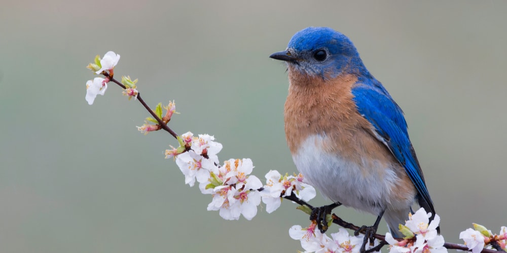 how to keep birds out of mulch beds