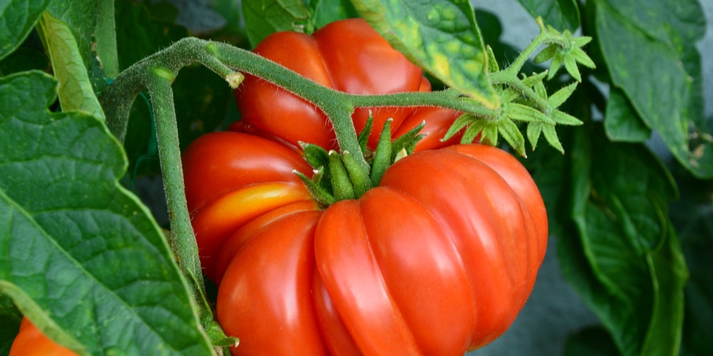 best tomatoes to grow in sacramento