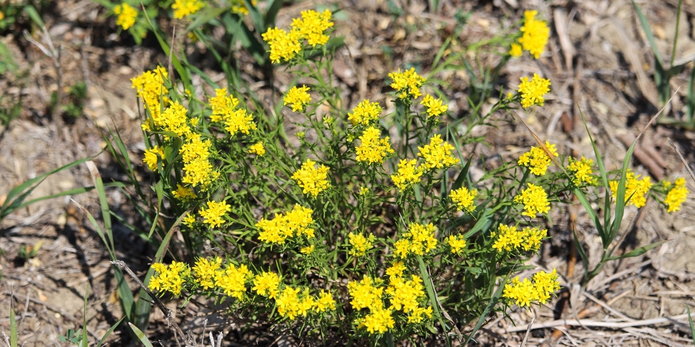 drought tolerant utah native plants